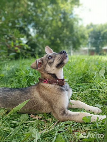 Милый щеночек