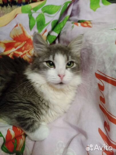 Кошка Василиса