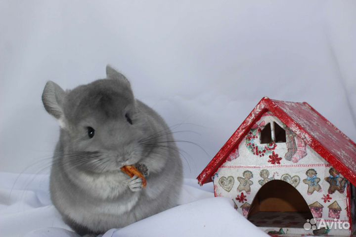 Шиншилла фиолетовая ангора и другие фиолеты