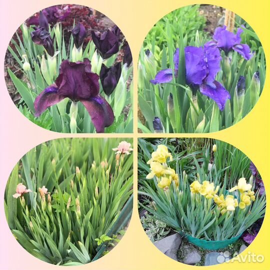 Гейхеры, Лилейники, Ирисы