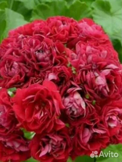 Герань,пеларгония королевская