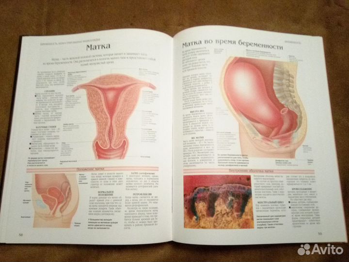 Профессор Питер Абрахамс 