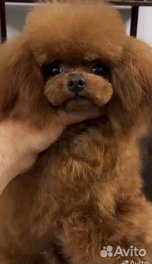 Вязка Пудель тедди тикап Китай