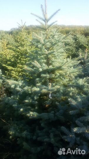 Ель колючая зелено-сизая (голубая)