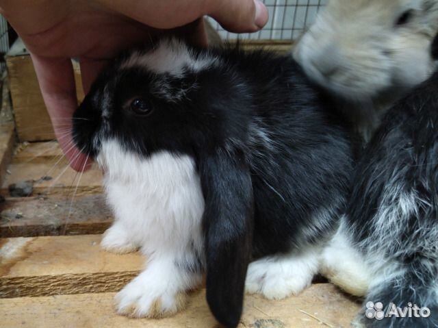 Кролики на племя. Чистая родословная. Французский