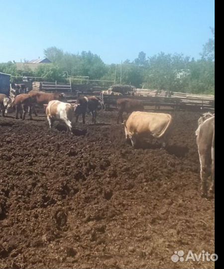 Бычки годовалые