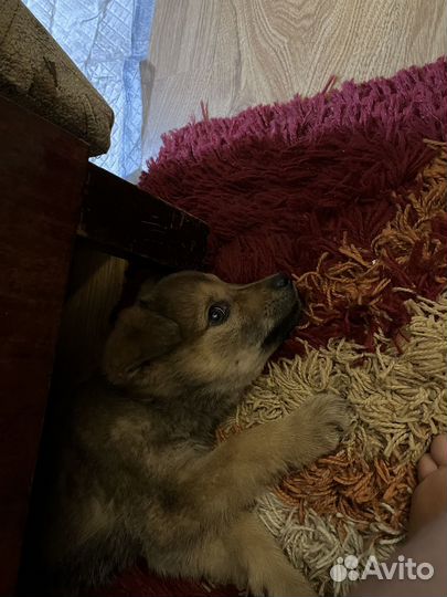 Собака в добрые руки щенок