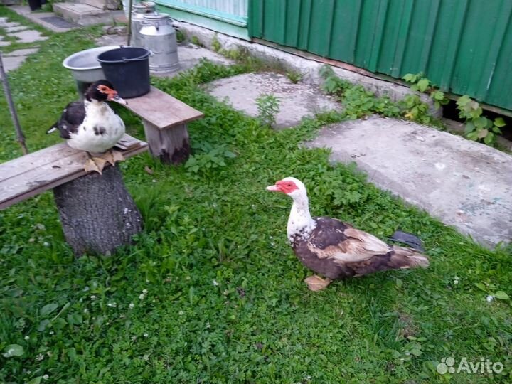 Мускусные утки