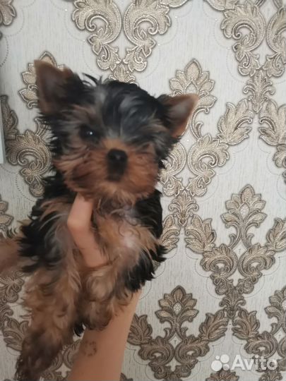 Йоркширский терьер мини