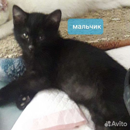 Котята-метисы