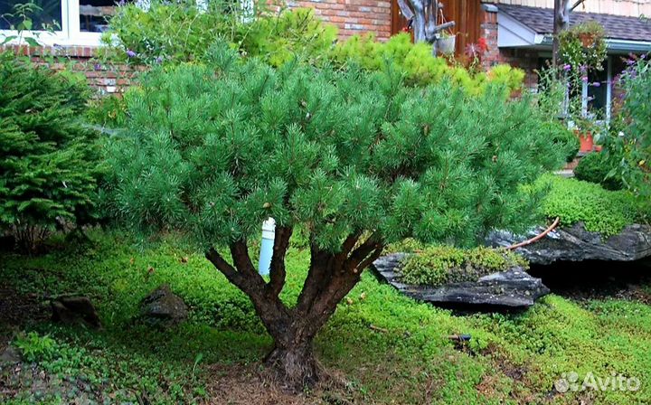 Сосна горная Пумилио