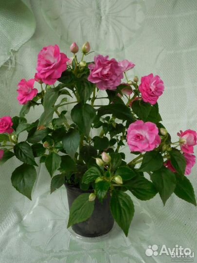 Бальзамины махровые