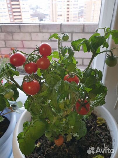 Комнатные цветы: томат балконное чудо