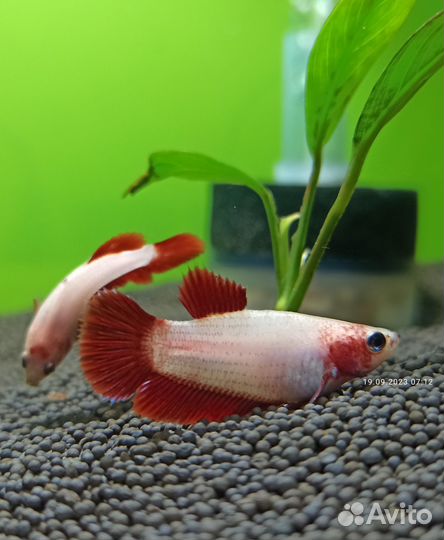 Рыбка петушок молодь