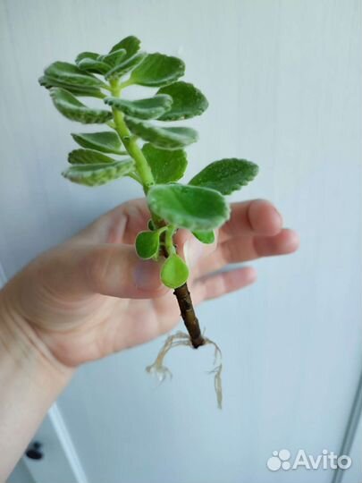 Плектрантус томентоза