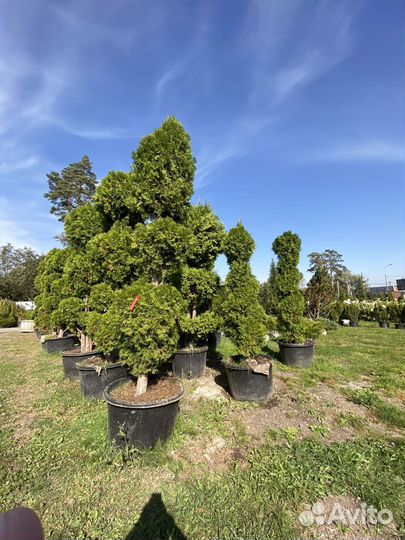 Туя Формированная 450 см