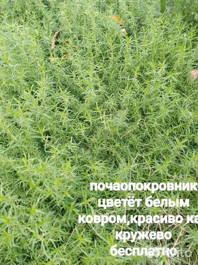 Почвопокровники бесплатно