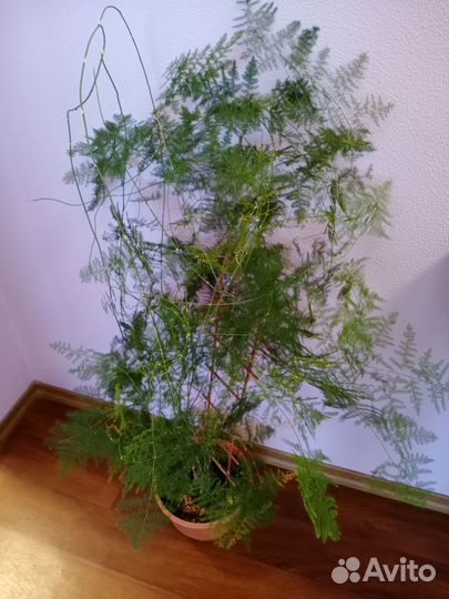 Комнатные растения