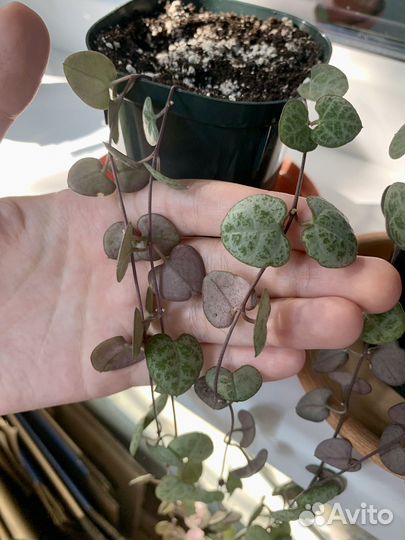 Церопегия вуда