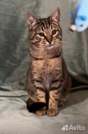 Европейский котенок в дар