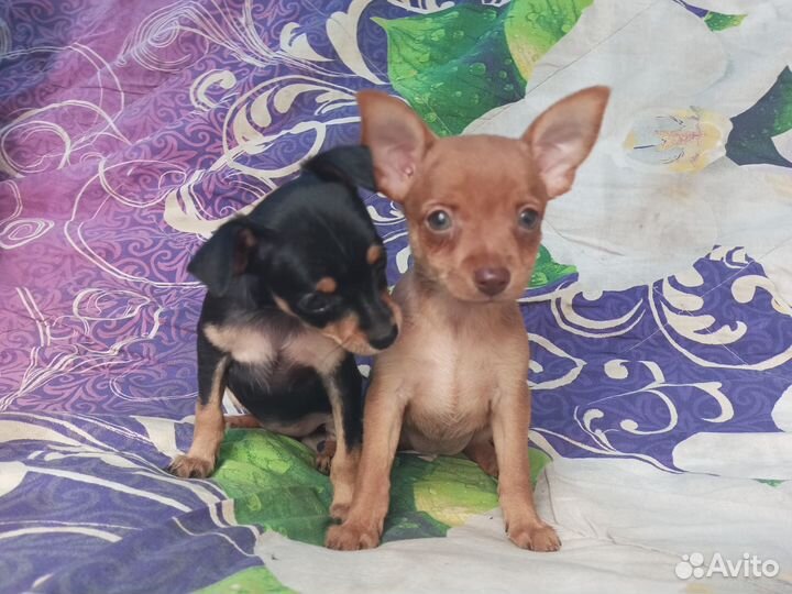 Той-терьер щенки