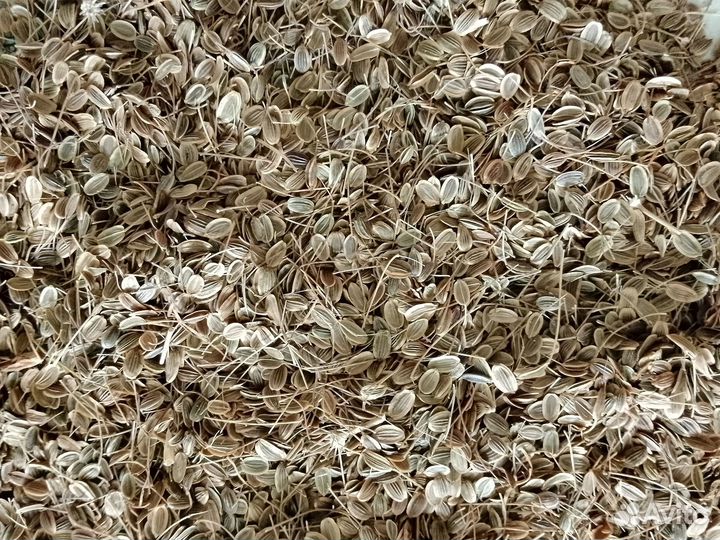 Семена укропа