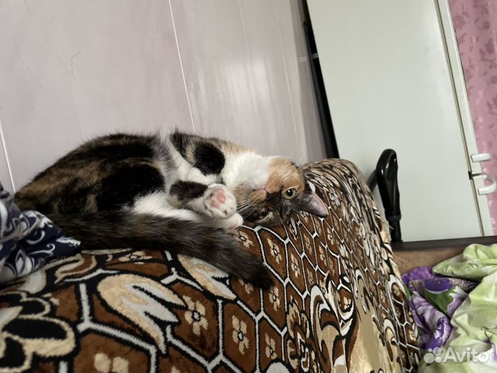 Кошка в дар бесплатно