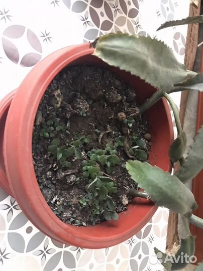 Каланхоэ лечебное