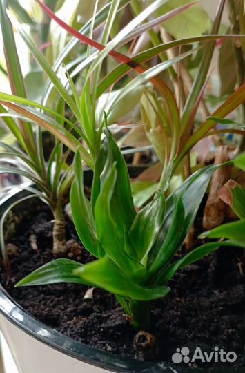 Комнатные цветы отростки