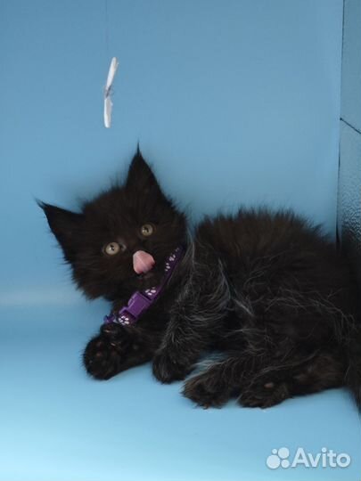 Котята мейн-кун полидакт