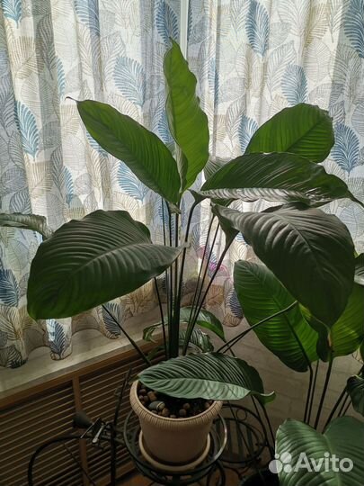Спатифиллум - комнатное растение высотой 110 см