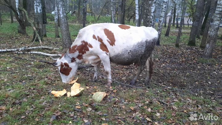 Корова дойная