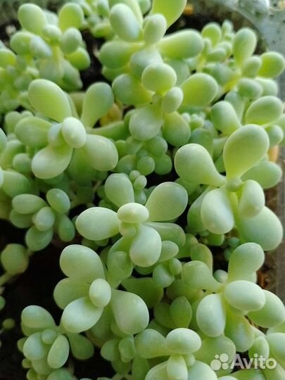 Суккуленты, седум буррито