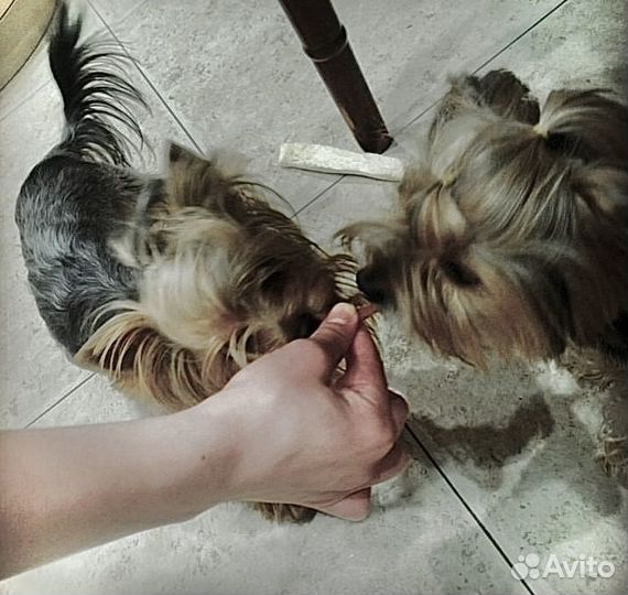 Передержка мелких собак в домашних условиях