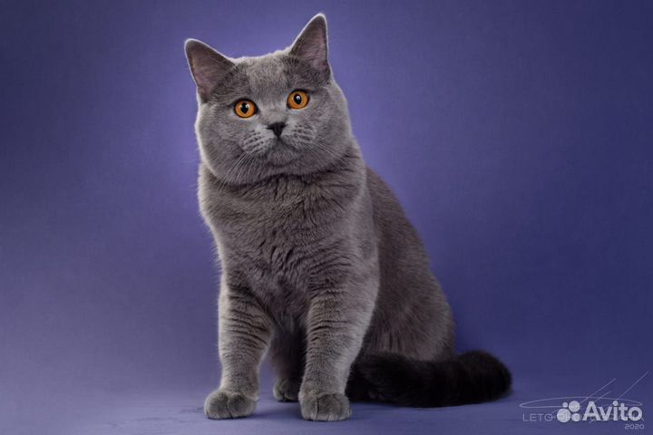 Шотландский кот вязка