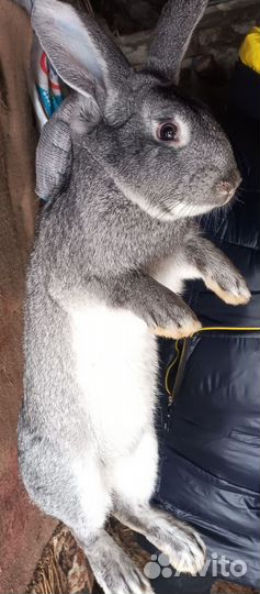 Кролики мясных пород