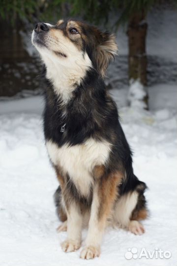 Коррекция поведения собак (с выездом)