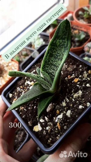 Суккуленты Хавортия Эониум Гастерия