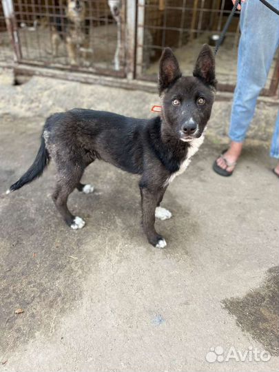 Щенок в добрые руки