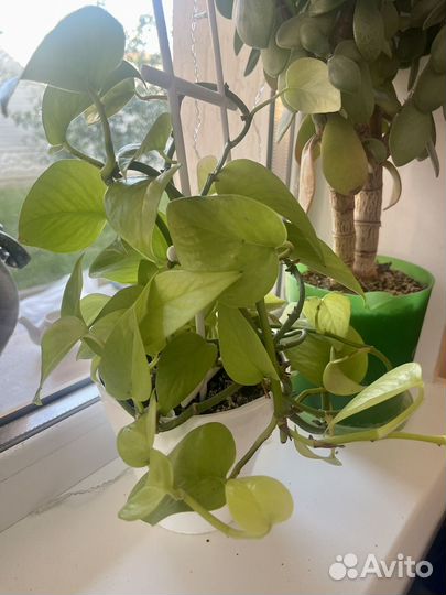 Отростки комнатных цветов