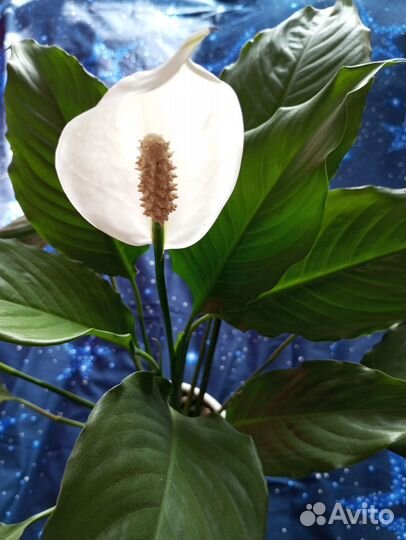 Комнатные цветы