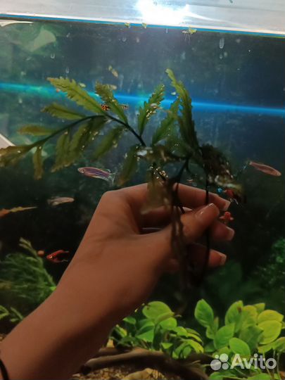 Аквариумные растения папоротник