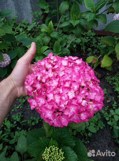 Гортензия крупнолистная