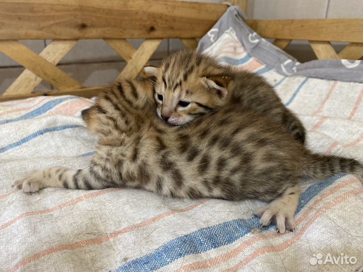 Алк котята ф2