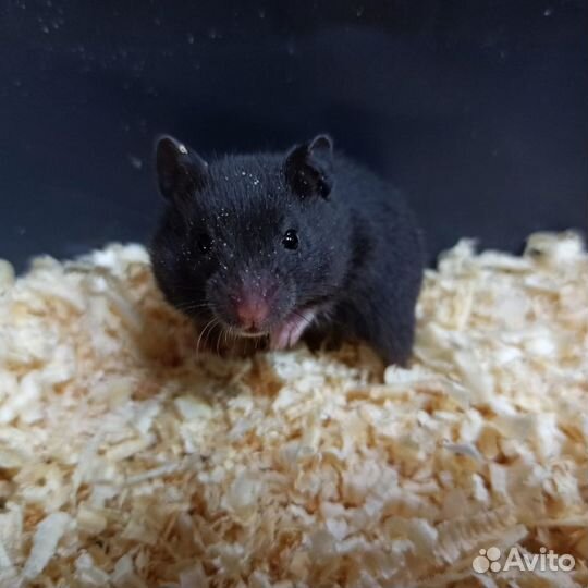 Сирийский хомяк