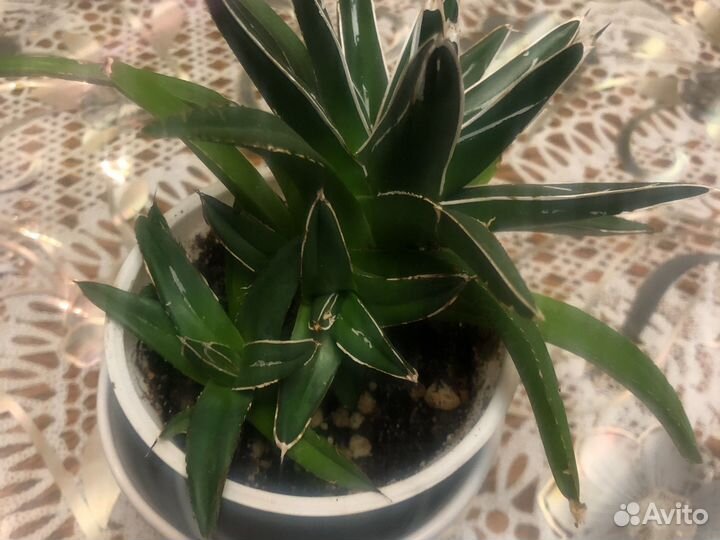 Агава Королева Виктория