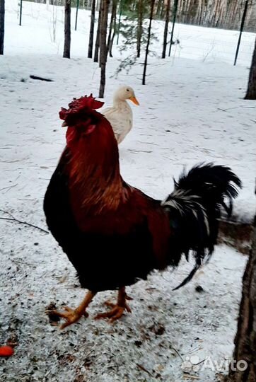 Куры петухи
