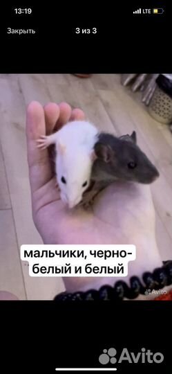 Крыса