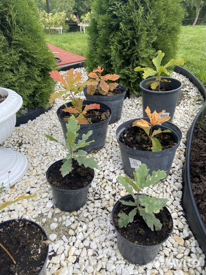 Дуб Монгольский