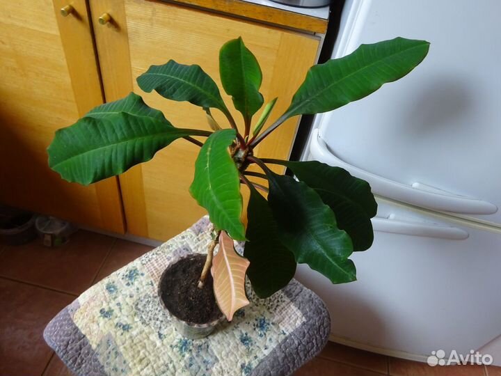 Молочай беложильчатый 30 см